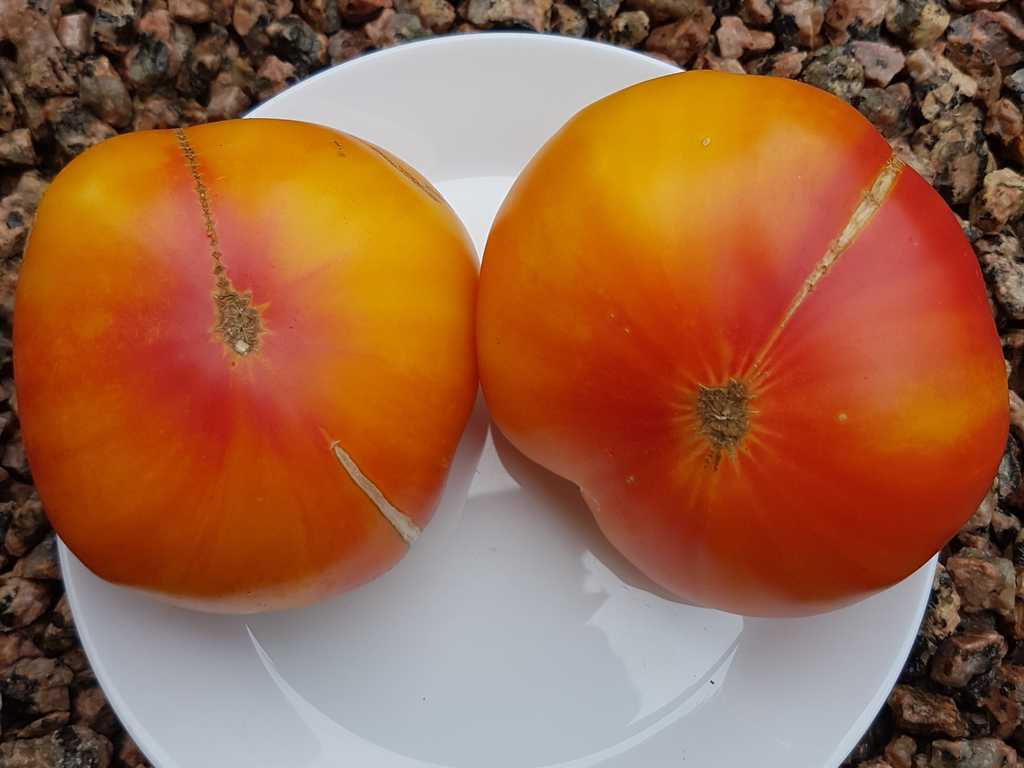 Zoltyj Mramor (Gul Marmor)